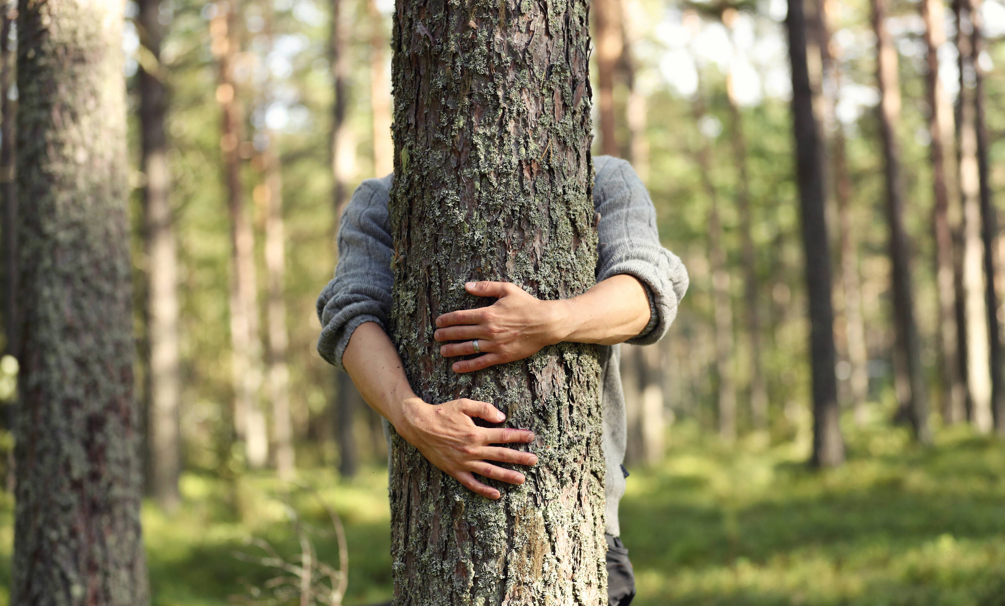 Человек который любит лес. Мужчина обнимает дерево. Человек обнимает дерево. Объятия с деревьями. Обнимашки с деревом.