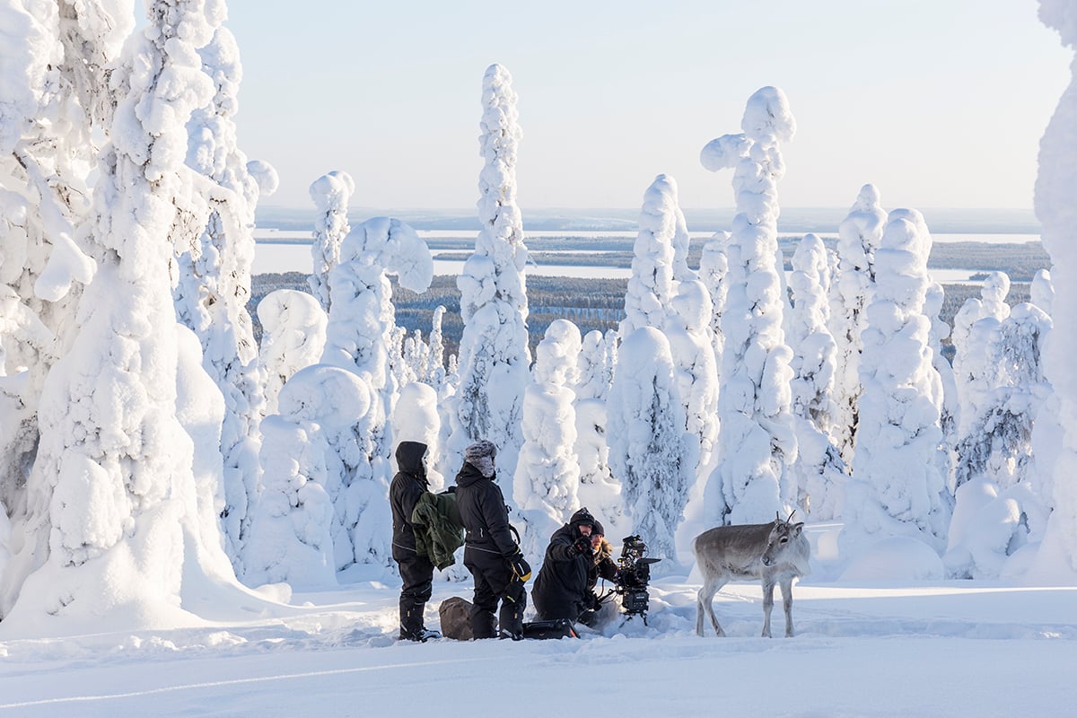 heavy snow on trees in Lapland Finland